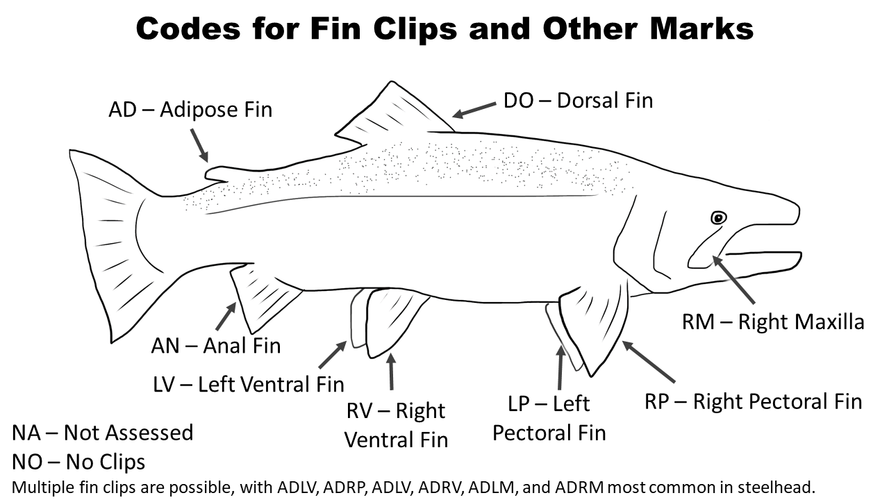 Steelhead fin marks.png